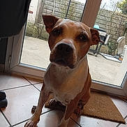 History participe au concours pour gagner de l'argent avec cette photo : backyard, brown_and_white, canine, dog, facial_markings, floppy_ears, garden, glass_door, home, indoors, outdoor_lighting, paws, pet, portrait, short_hair, sitting, tile_floor, welcome_mat, white_chest, window