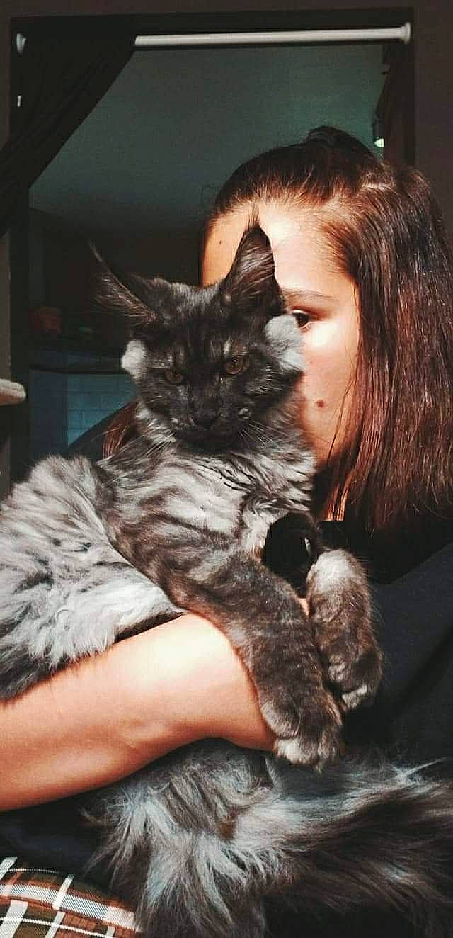 Reyna a rejoint le concours — aidez-le/la à gagner de superbes lots ! carnivore, cat, comfort, curious, felidae, fur, human, mammal, natural_material, paw, small_to_medium_sized_cats, snout, vertebrate, whiskers