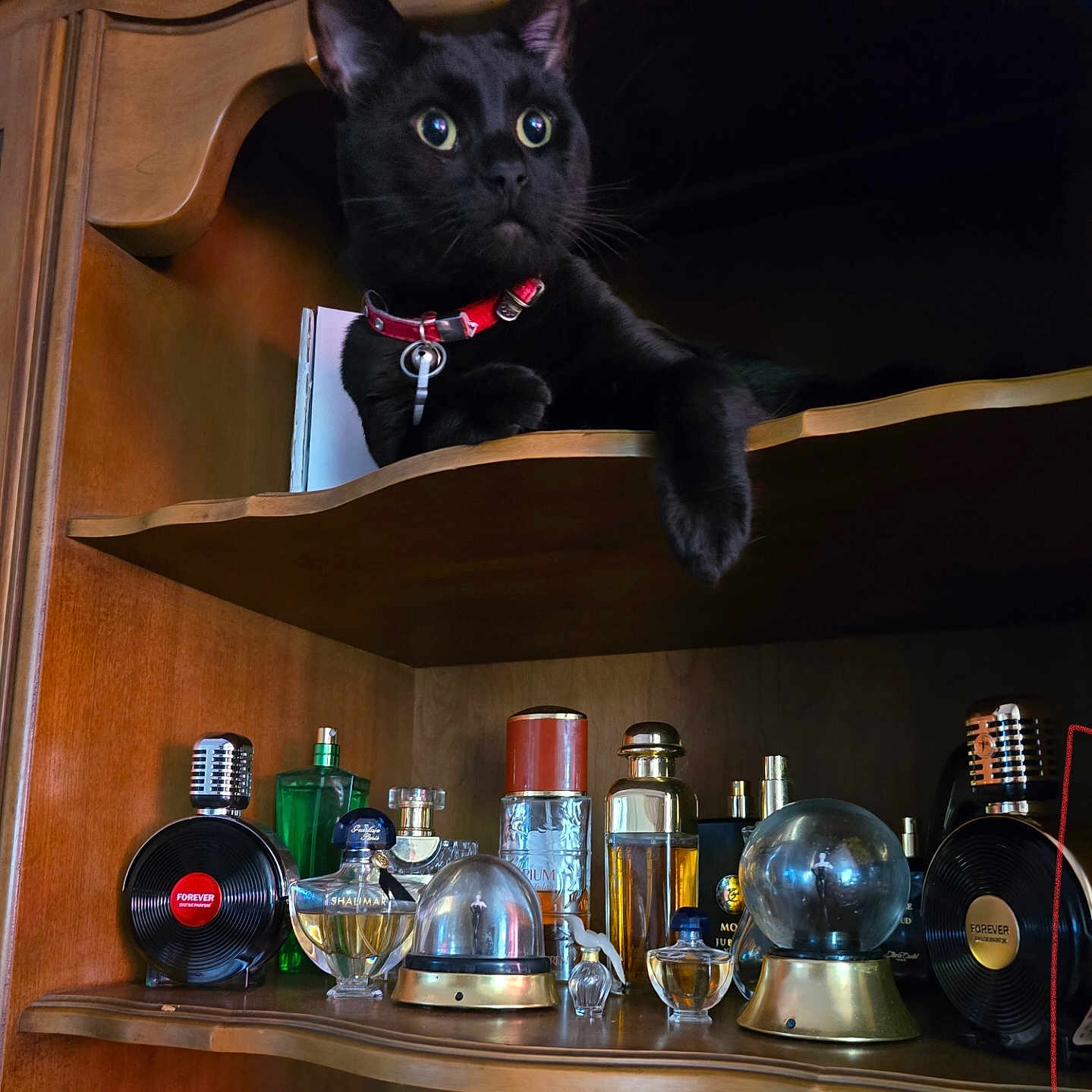 Puttykatz