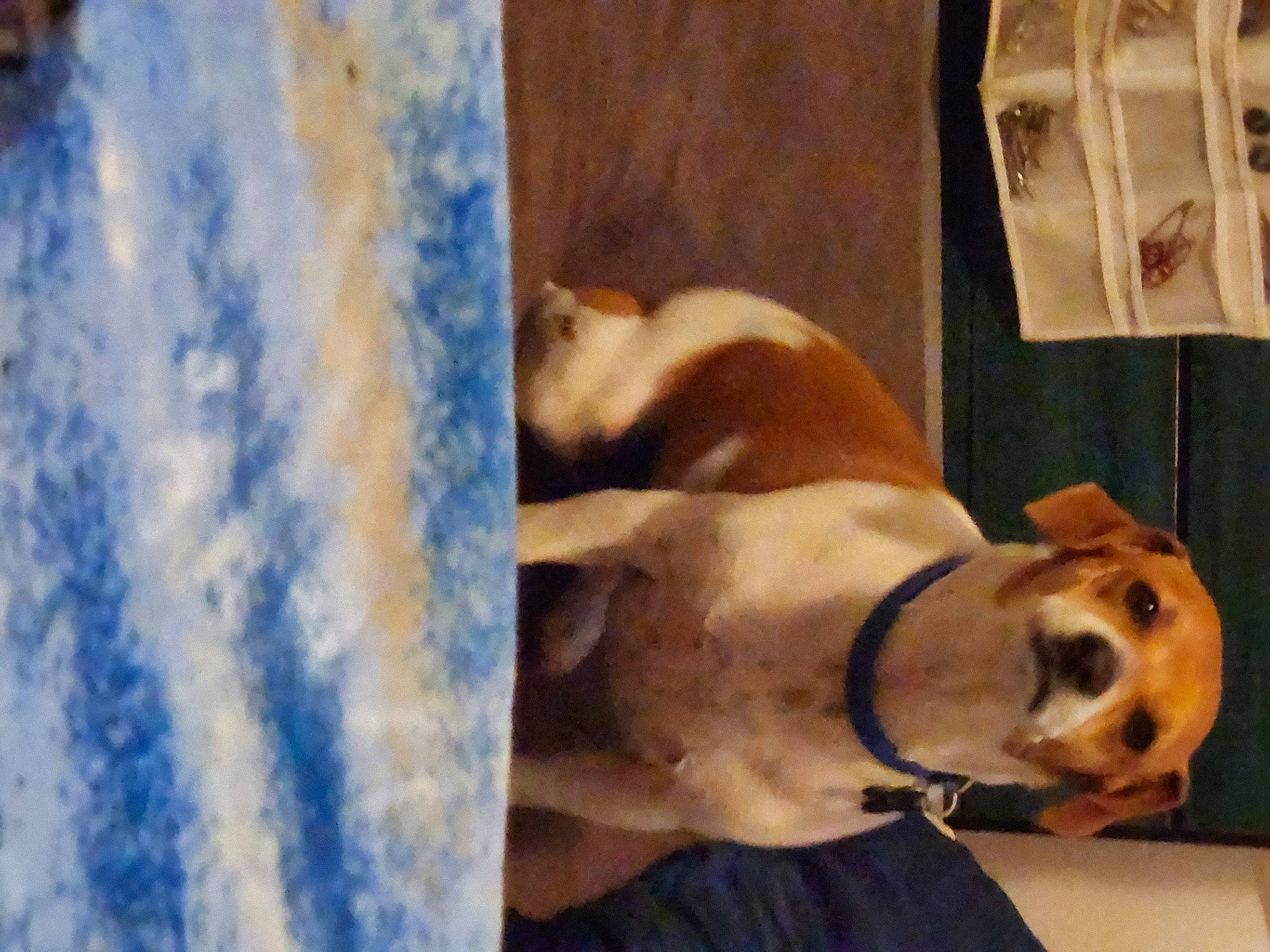 Babi is registered to the contest to win money with this photo: ancient_dog_breeds, canidae, carnivore, cloud, comfort, companion_dog, dog, dog_breed, fawn, fur, non_sporting_group, paw, pet_supply, sky, snout, sporting_group, terrestrial_animal, whiskers, working_animal, working_dog