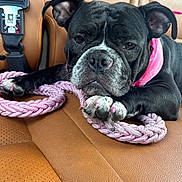 Tinkerbell is registered to the contest to win money with this photo: dog, black_dog, pet, car_interior, leather_seat, pink_bandana, pink_rope, animal, canine, resting, close_up, nail_paint, seatbelt, companion, domestic_animal, fur, cute, portrait, paws, relaxed