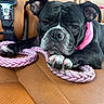 dog, black_dog, pet, car_interior, leather_seat, pink_bandana, pink_rope, animal, canine, resting, close_up, nail_paint, seatbelt, companion, domestic_animal, fur, cute, portrait, paws, relaxed