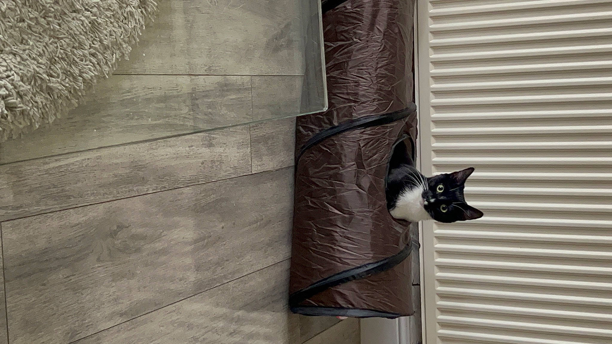 Raven is registered to the contest to win money with this photo: brick, carnivore, cat, concrete, door, facade, felidae, flooring, grey, hardwood, metal, monochrome_photography, rectangle, shadow, small_to_medium_sized_cats, tail, tints_and_shades, wall, window, wood