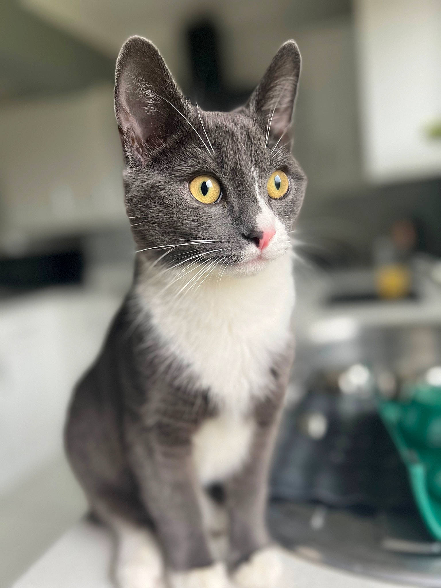 Boo is registered to the contest to win money with this photo: carnivore, cat, domestic_short_haired_cat, felidae, fur, monochrome_photography, paw, sitting, small_to_medium_sized_cats, snout, whiskers