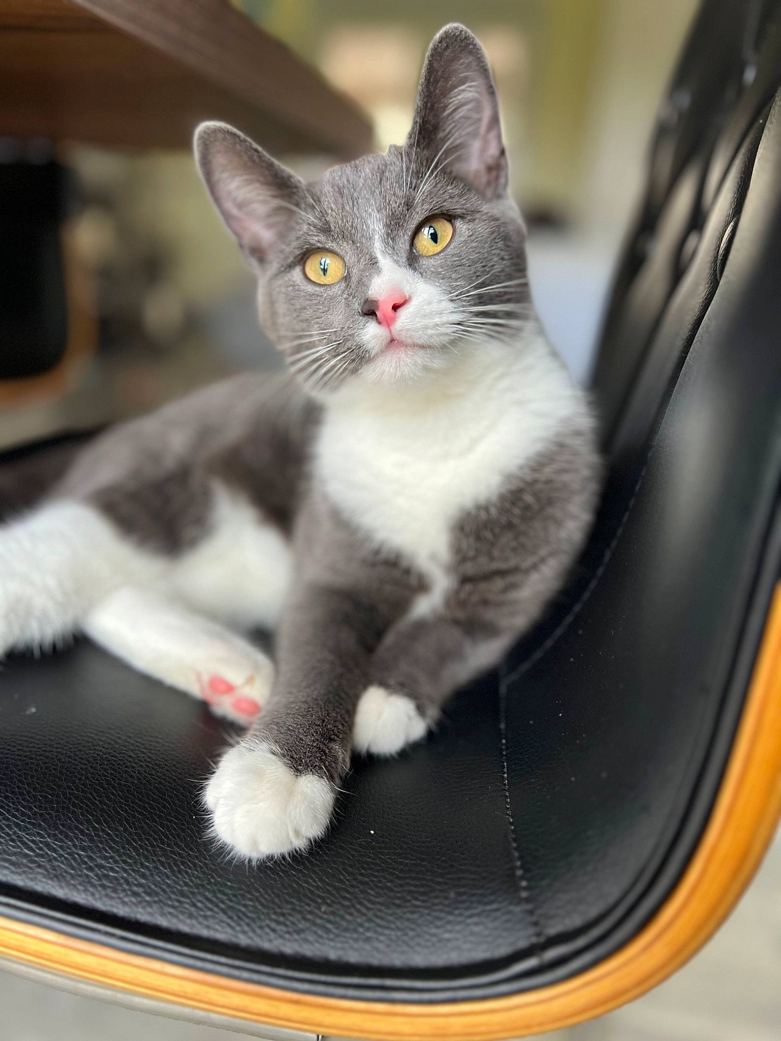 Boo joined the competition — help win amazing prizes! auto_part, automotive_exterior, automotive_mirror, automotive_tire, carnivore, cat, comfort, domestic_short_haired_cat, felidae, fur, grey, paw, sitting, small_to_medium_sized_cats, snout, tail, vehicle_door, whiskers, window, windshield