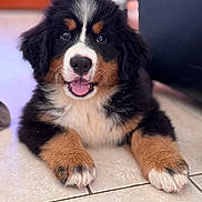Appy a rejoint le concours — aidez-le/la à gagner de superbes lots ! puppy, dog, bernese_mountain_dog, tricolor, fluffy, cute, pet, animal, canine, lying_down, floor, tile, indoor, portrait, young, fur, happy, smiling, paw, close_up