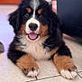 puppy, dog, bernese_mountain_dog, tricolor, fluffy, cute, pet, animal, canine, lying_down, floor, tile, indoor, portrait, young, fur, happy, smiling, paw, close_up