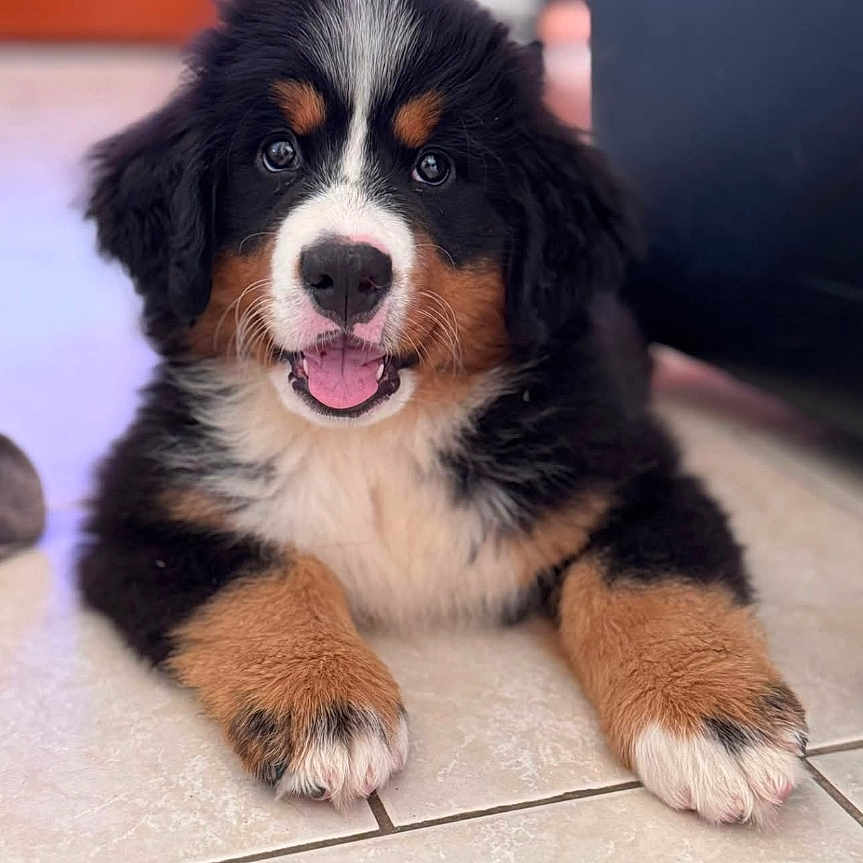 Appy a rejoint le concours — aidez-le/la à gagner de superbes lots ! animal, bernese_mountain_dog, canine, close_up, cute, dog, floor, fluffy, fur, happy, indoor, lying_down, paw, pet, portrait, puppy, smiling, tile, tricolor, young