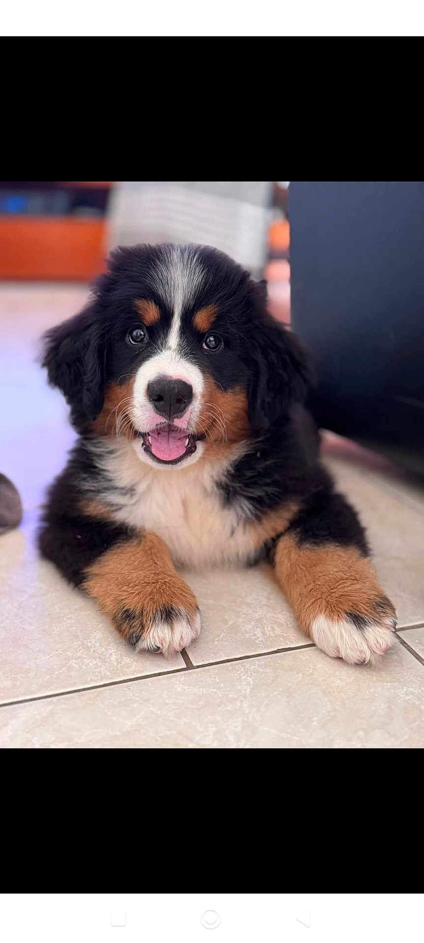 Appy a rejoint le concours — aidez-le/la à gagner de superbes lots ! puppy, dog, bernese_mountain_dog, tricolor, fluffy, cute, pet, animal, canine, lying_down, floor, tile, indoor, portrait, young, fur, happy, smiling, paw, close_up