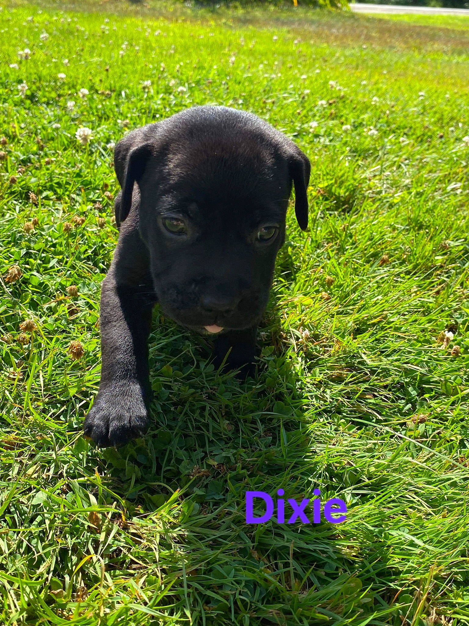 Dixie joined the competition — help win amazing prizes! borador, carnivore, companion_dog, dog, dog_breed, fawn, field, grass, grass_family, grassland, groundcover, lawn, pasture, plant, prairie, shrub, snout, sporting_group, terrestrial_animal, working_animal