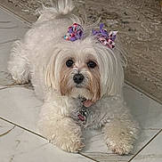 Daisy joined the competition — help win amazing prizes! dog, white_dog, bow, pet, fluffy, indoor, floor, marble_floor, cute, small_dog, animal, domestic_animal, looking_at_camera, lying_down, collar, tag, fur, adorable, companion, portrait