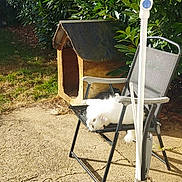 Mamounette participe au concours pour gagner de l'argent avec cette photo : cat, white_cat, chair, outdoor, sunlight, greenery, bushes, wooden_cat_house, pet, relaxing, backyard, metal_pole, bowl, concrete_ground, nature, daylight, feline, animal, resting, summer
