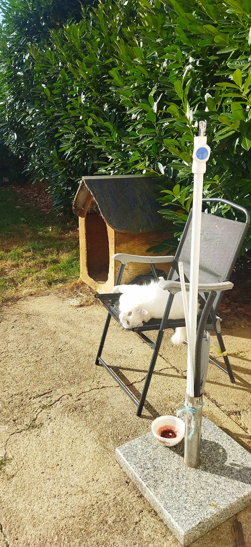 Mamounette participe au concours pour gagner de l'argent avec cette photo : cat, white_cat, chair, outdoor, sunlight, greenery, bushes, wooden_cat_house, pet, relaxing, backyard, metal_pole, bowl, concrete_ground, nature, daylight, feline, animal, resting, summer