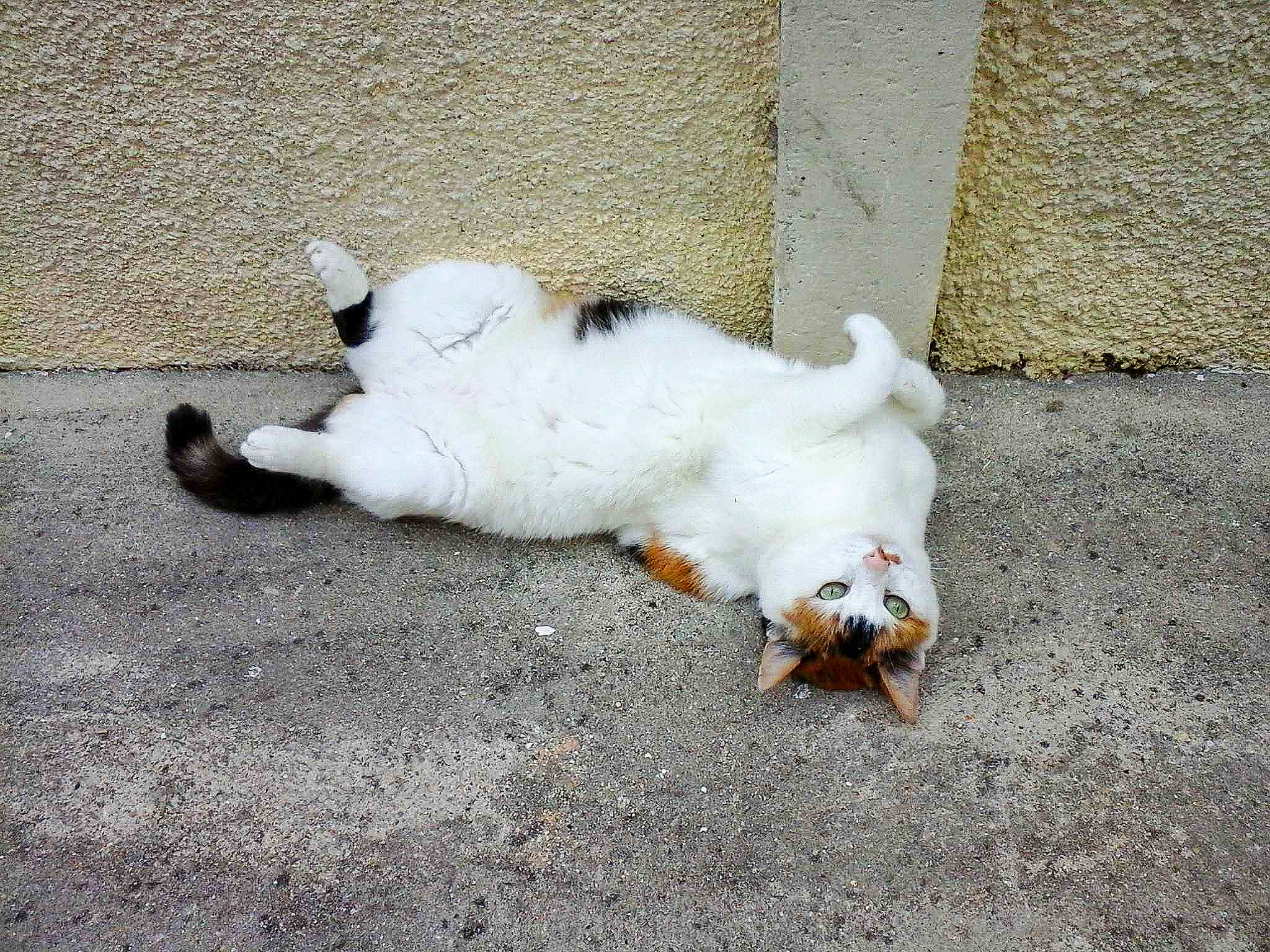 Caramelle participe au concours pour gagner de l'argent avec cette photo : asphalt, canidae, carnivore, cat, companion_dog, concrete, dog_breed, fawn, felidae, fur, paw, road_surface, shadow, sidewalk, small_to_medium_sized_cats, snout, sporting_group, tail, terrestrial_animal, whiskers