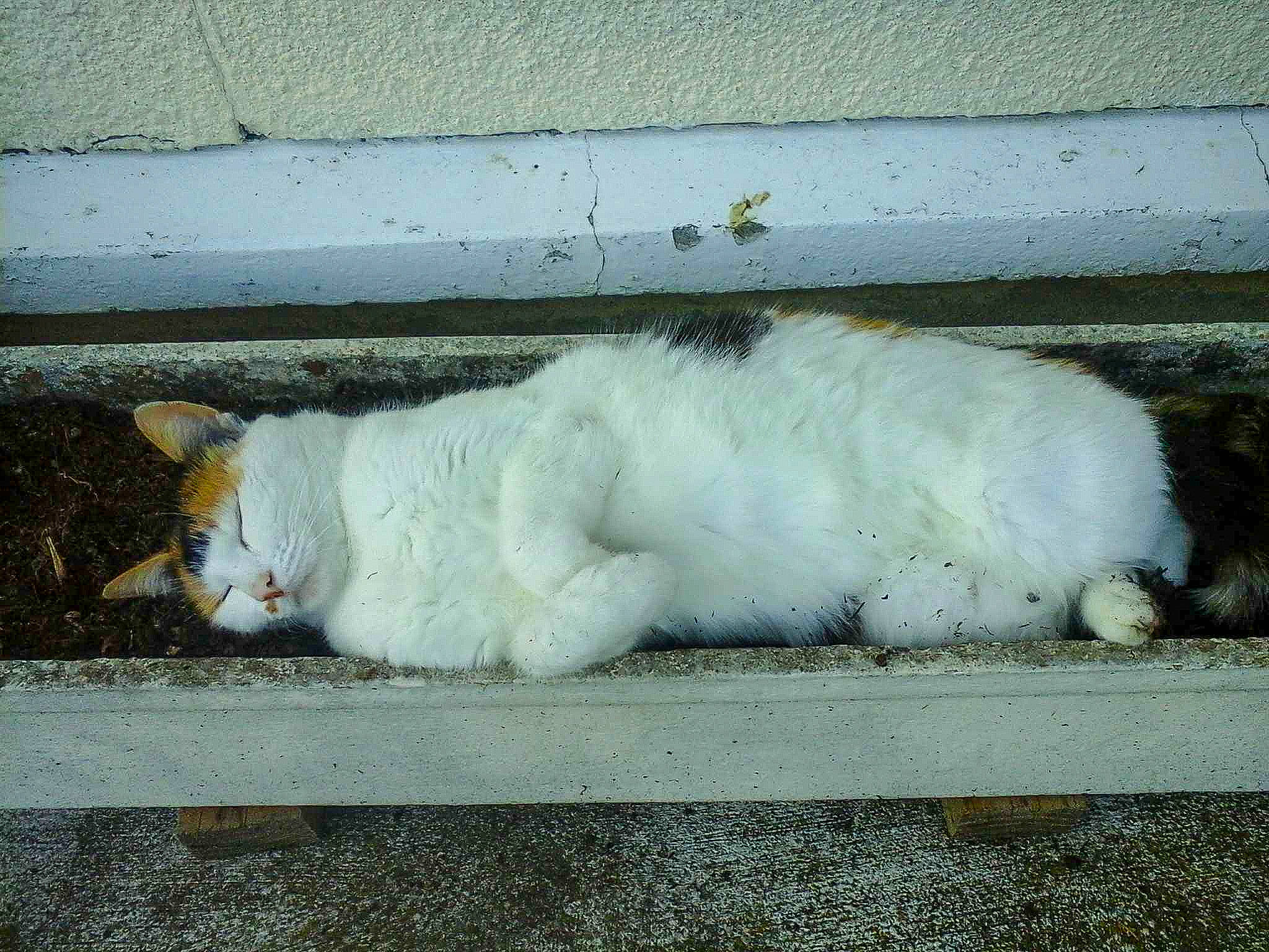 Caramelle a rejoint le concours — aidez-le/la à gagner de superbes lots ! asphalt, cat, claw, domestic_short_haired_cat, felidae, foot, fur, paw, road_surface, small_to_medium_sized_cats, tail, terrestrial_animal, whiskers