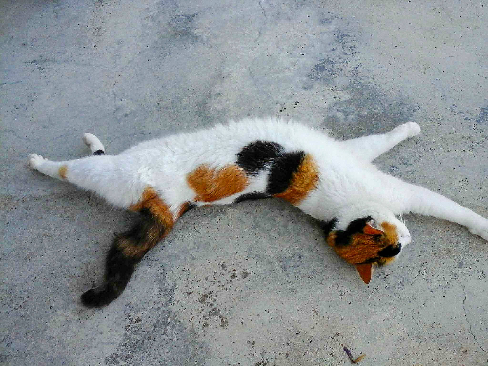 Caramelle participe au concours pour gagner de l'argent avec cette photo : art, asphalt, canidae, carnivore, cat, claw, dog_breed, domestic_short_haired_cat, felidae, fur, paw, small_to_medium_sized_cats, tail, terrestrial_animal, tree, whiskers