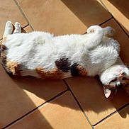 Caramelle a rejoint le concours — aidez-le/la à gagner de superbes lots ! belly_up, bright_light, calico_cat, cat, cozy, domestic, ears, feline, fur, indoor, nap, paws, pet, portrait, relaxation, shadow, sunlight, tile_floor, tilted_view, whiskers