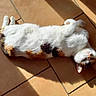 belly_up, bright_light, calico_cat, cat, cozy, domestic, ears, feline, fur, indoor, nap, paws, pet, portrait, relaxation, shadow, sunlight, tile_floor, tilted_view, whiskers