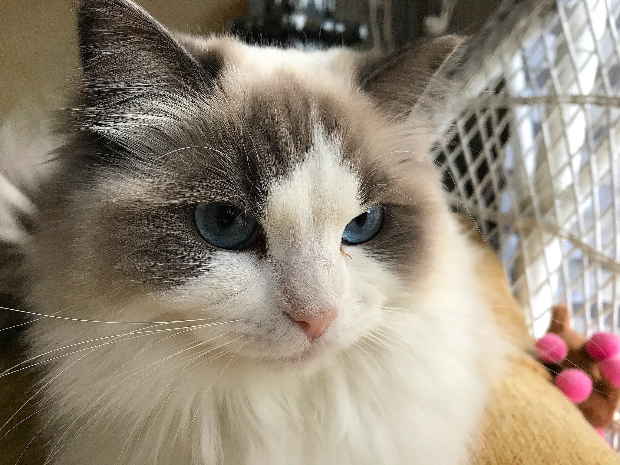 Mandy a rejoint le concours — aidez-le/la à gagner de superbes lots ! aegean_cat, balinese, carnivore, cat, domestic_long_haired_cat, domestic_short_haired_cat, eye, felidae, fur, iris, javanese, mammal, nose, ojos_azules, ragdoll, small_to_medium_sized_cats, snout, turkish_van, vertebrate, whiskers