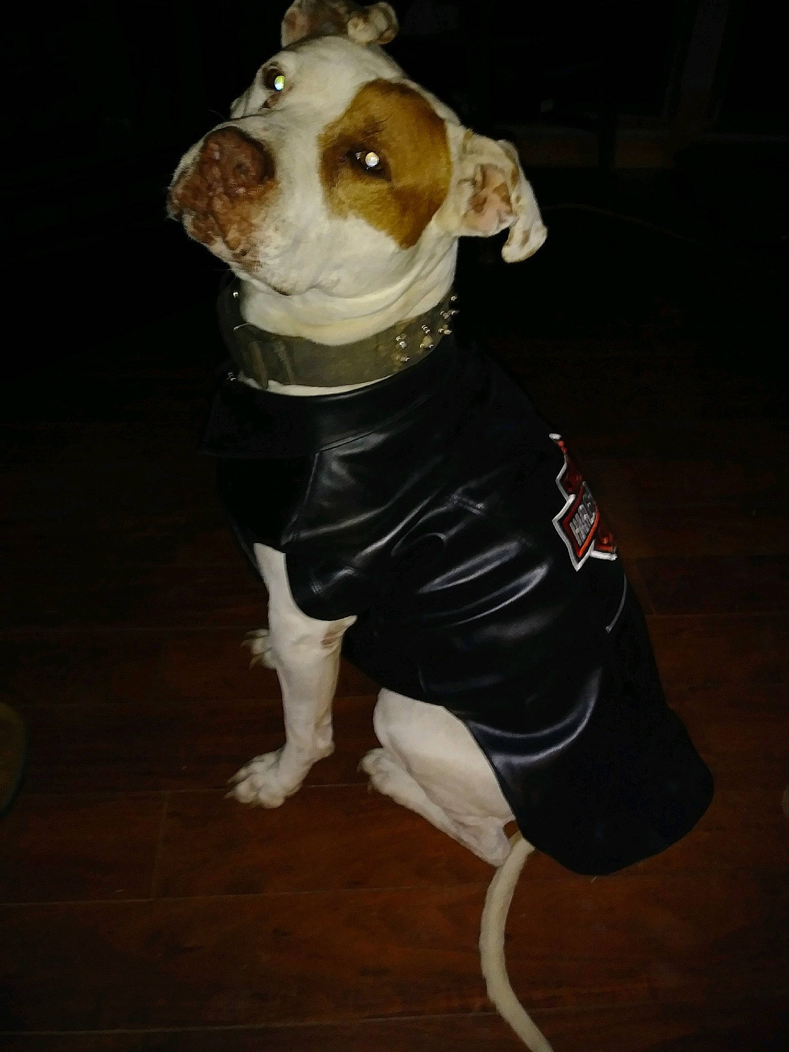 Solo is registered to the contest to win money with this photo: brown, canidae, carnivore, companion_dog, costume, dog, dog_breed, dog_clothes, dog_supply, fawn, flooring, hardwood, pet_supply, snout, sporting_group, tail, whiskers, wood, wood_flooring, working_animal