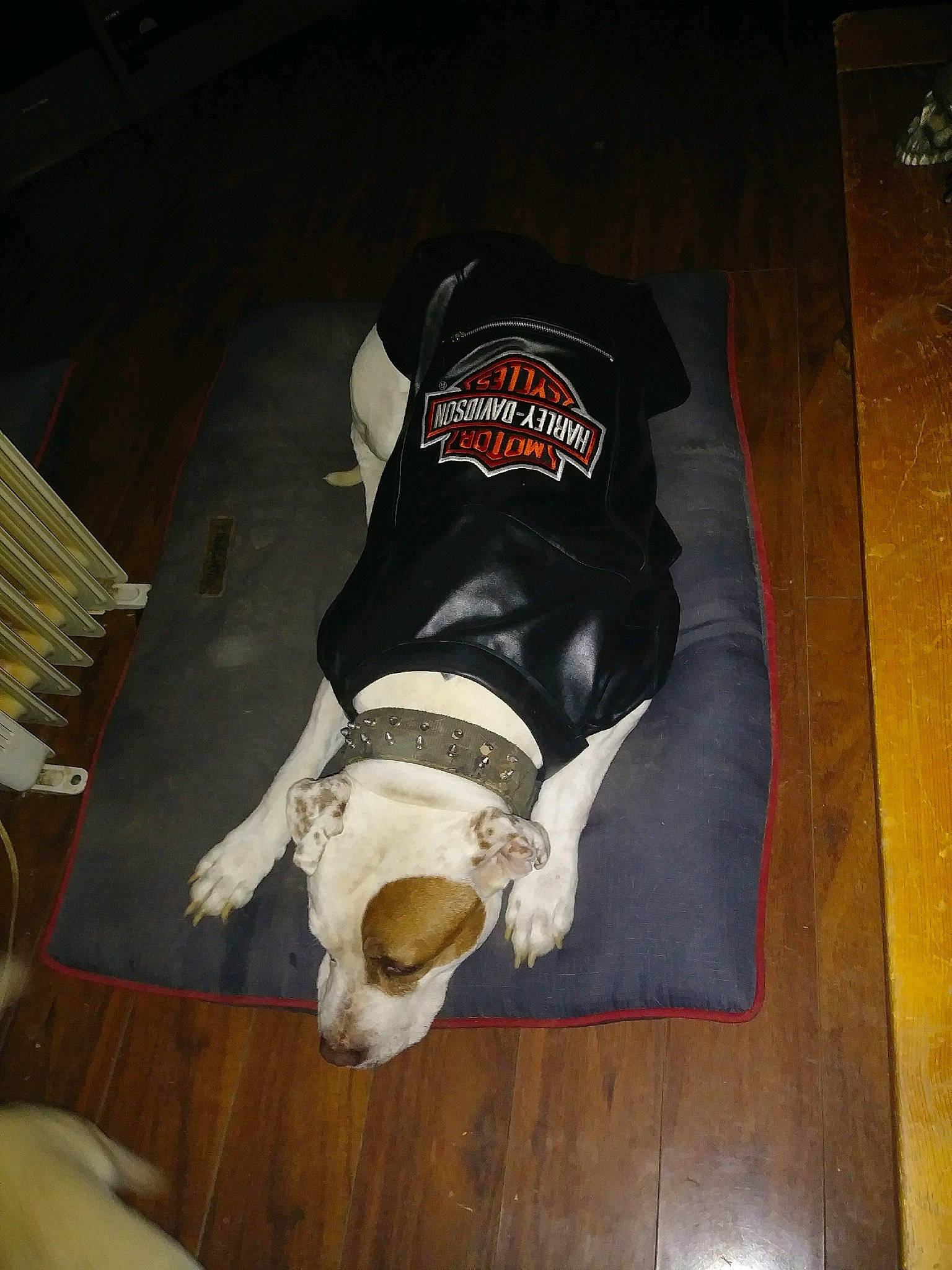 Solo is registered to the contest to win money with this photo: canidae, carmine, carnivore, comfort, companion_dog, dog, dog_breed, fawn, flooring, hardwood, human_leg, knee, pet_supply, sleeve, snout, sporting_group, tail, wood, working_animal, wrist