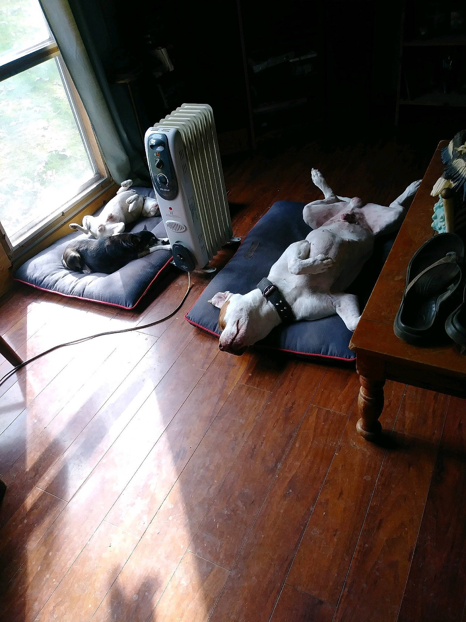 Solo joined the competition — help win amazing prizes! audio_equipment, comfort, deck, floor, flooring, grey, hardwood, laminate_flooring, living_room, pattern, plank, plywood, room, sitting, telephone, varnish, window, wood, wood_flooring, wood_stain