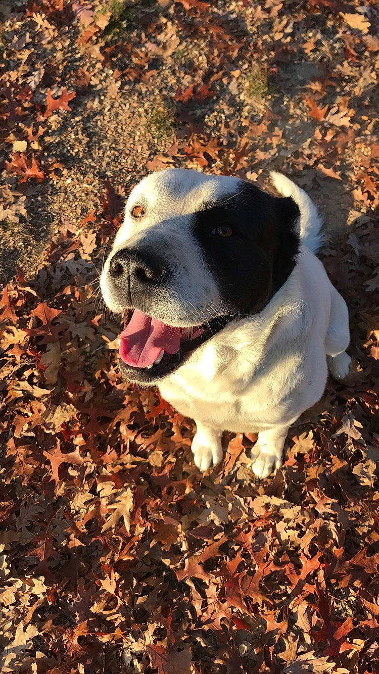 Frost joined the competition — help win amazing prizes! canidae, carnivore, collar, companion_dog, dog, dog_breed, dog_collar, eye, fawn, grass, plant, shadow, snout, soil, sporting_group, sunlight, tree, whiskers, working_animal, working_dog