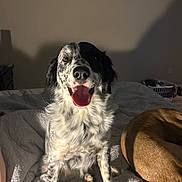 Skipper joined the competition — help win amazing prizes! dog, bed, indoor, happy, tongue_out, spot, brown_dog, blanket, pet, animal, fur, sitting, canine, cozy, domestic, light_shadow, resting, companion, cute, friendship