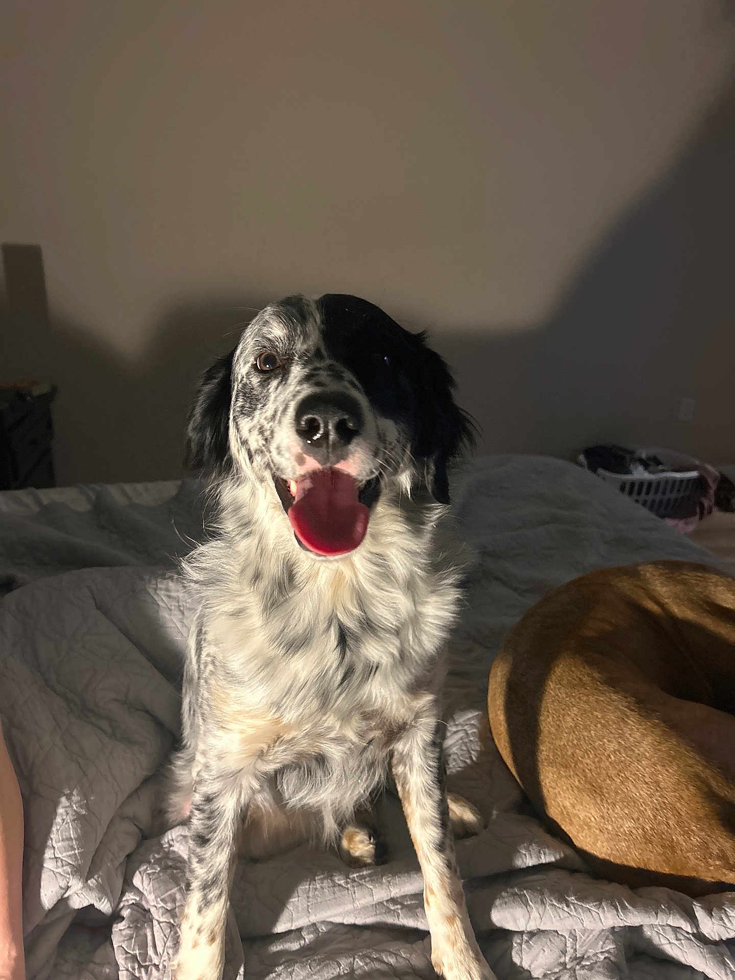 Skipper joined the competition — help win amazing prizes! dog, bed, indoor, happy, tongue_out, spot, brown_dog, blanket, pet, animal, fur, sitting, canine, cozy, domestic, light_shadow, resting, companion, cute, friendship