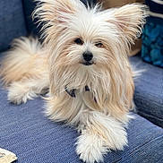 Banana is registered to the contest to win money with this photo: animal, canine, companion, couch, cream_color, cute, dog, domestic_animal, ears, fluffy, friendly, fur, furniture, indoor, long_hair, paw, pet, portrait, relaxing, snout