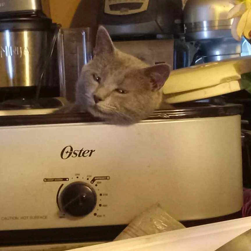 Motor Mouth joined the competition — help win amazing prizes! animal, appliance, banana, cat, cooker, device, dish, electricaldevice, food, fruit, kitten, meal, pet, plant, pottedplant, pottery, produce, slowcooker, switch, toaster