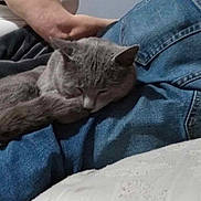 Motor Mouth joined the competition — help win amazing prizes! abyssinian, animal, barefoot, bed, cat, clothing, computerhardware, couch, cushion, electronics, furniture, homedecor, indoors, jeans, kitten, manx, pants, person, pet, sleeping