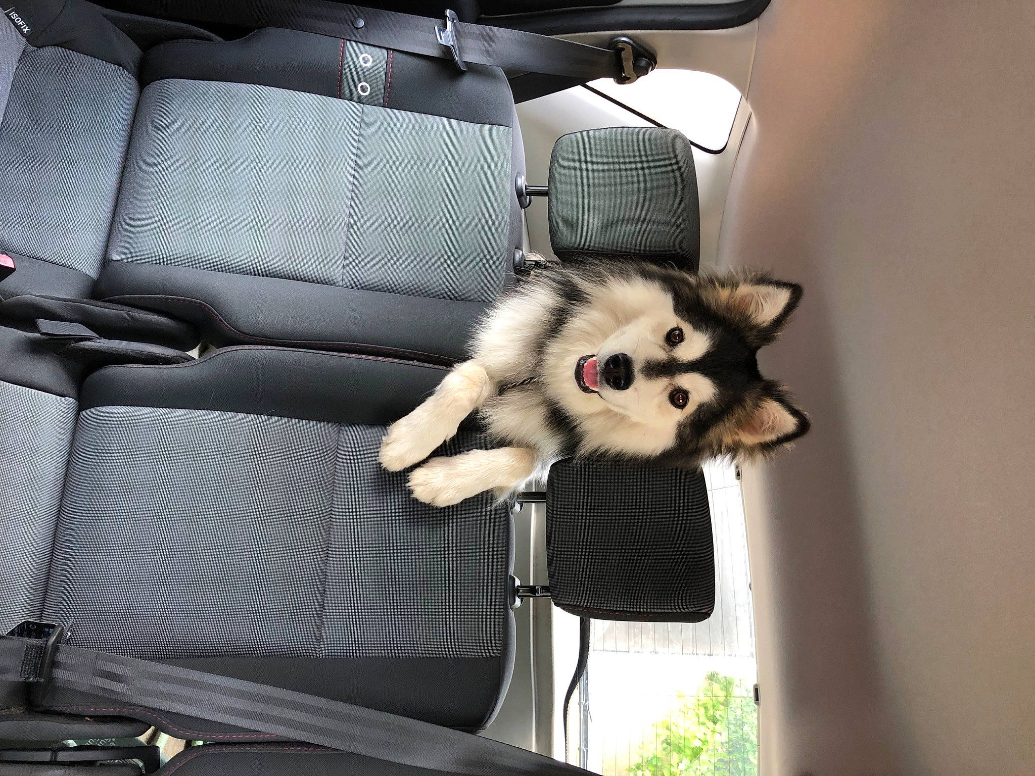 Taïko participe au concours pour gagner de l'argent avec cette photo : auto_part, automotive_design, automotive_exterior, car_seat, car_seat_cover, carnivore, companion_dog, dog, dog_breed, family_car, fur, head_restraint, motor_vehicle, personal_luxury_car, plant, snout, tail, toy_dog, vehicle_door, working_animal