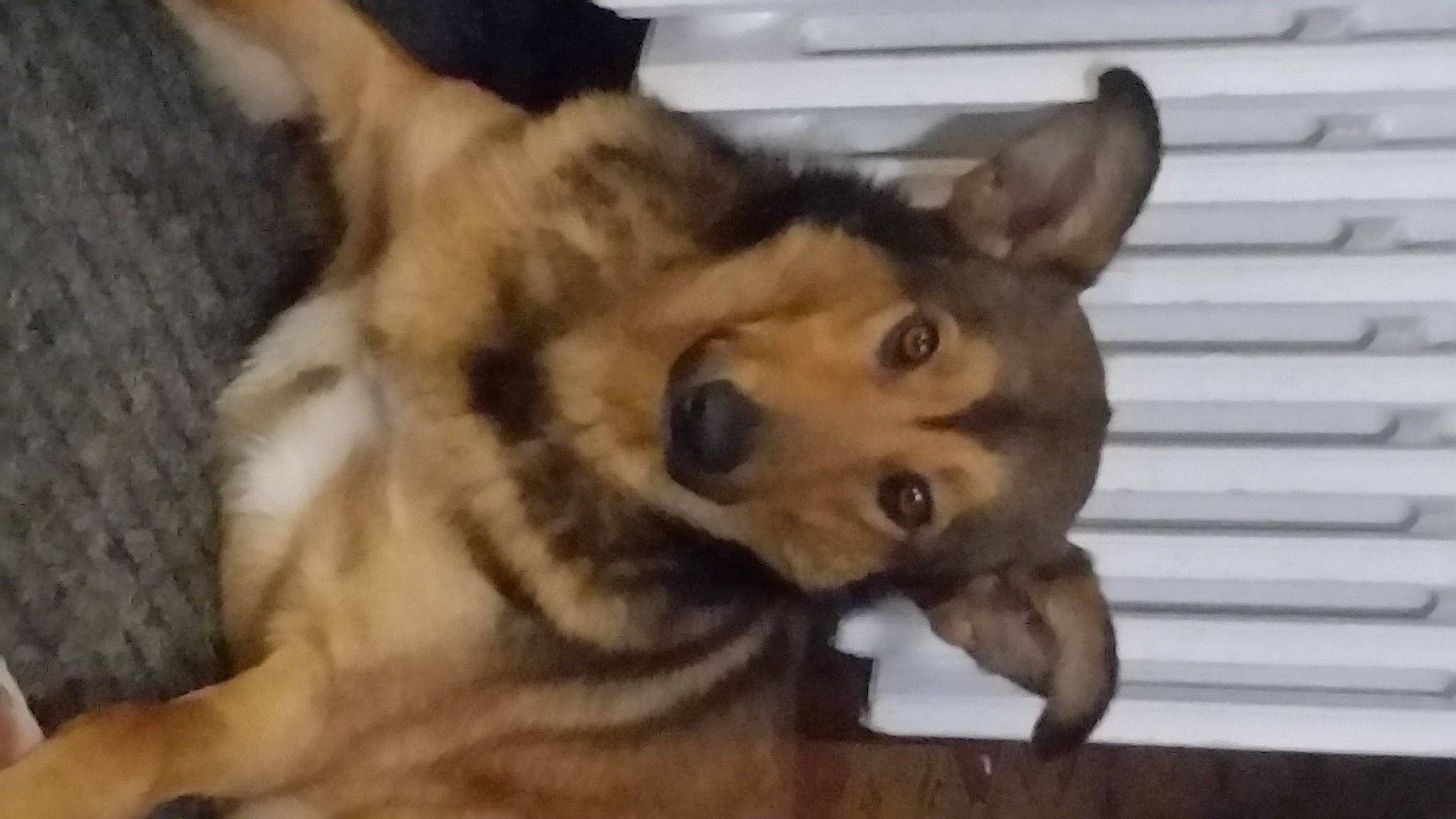 Lou participe au concours pour gagner de l'argent avec cette photo : ancient_dog_breeds, canidae, canis, carnivore, companion_dog, dog, dog_breed, fawn, fur, non_sporting_group, paw, snout, sporting_group, tail, terrestrial_animal, whiskers, wildlife, wood, working_animal, working_dog