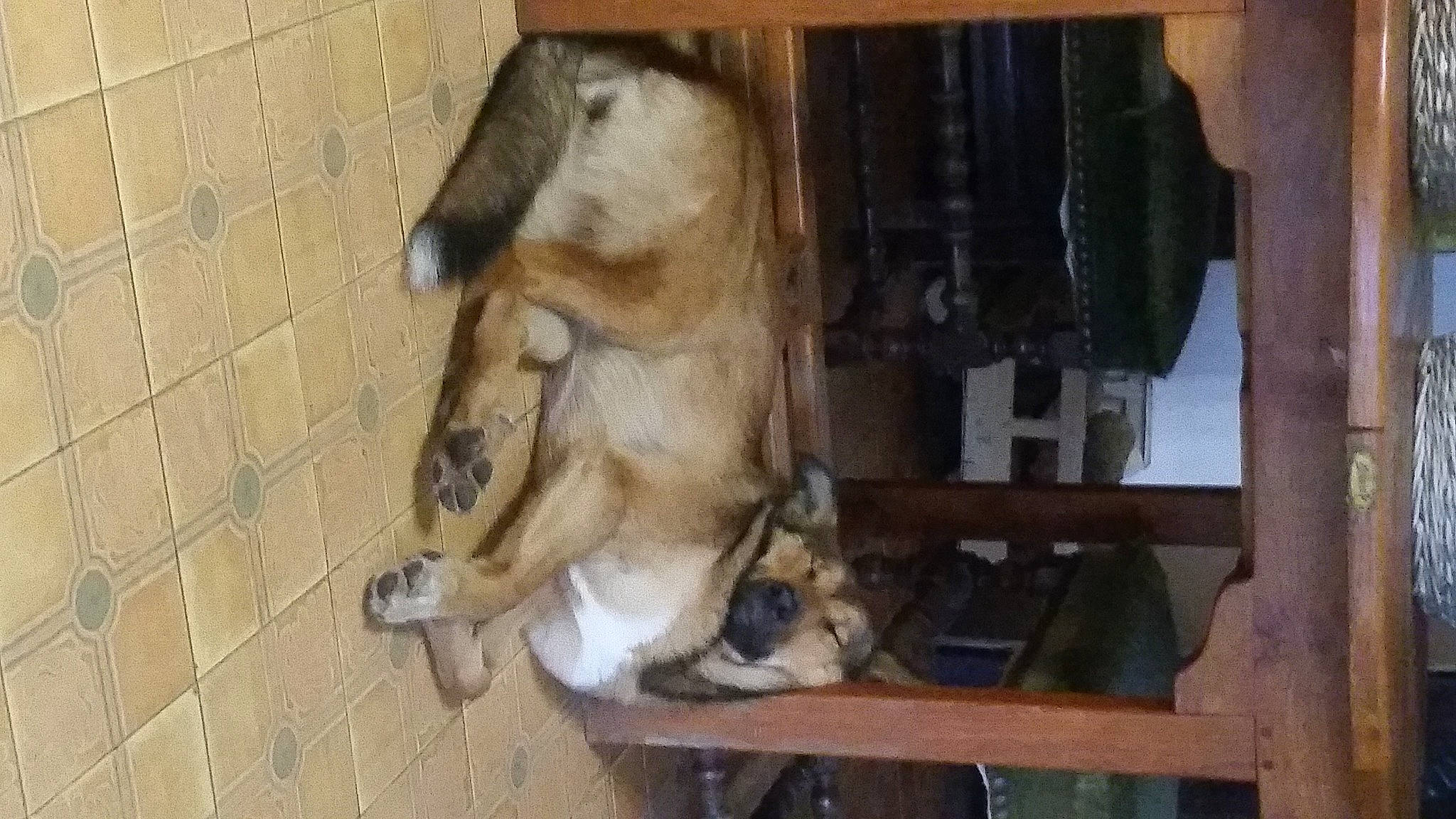 Lou a rejoint le concours — aidez-le/la à gagner de superbes lots ! animal_shelter, brick, brickwork, canidae, carnivore, companion_dog, dog, dog_breed, fawn, fur, hardwood, pet_supply, rabbit, snout, sporting_group, terrestrial_animal, wood, working_animal