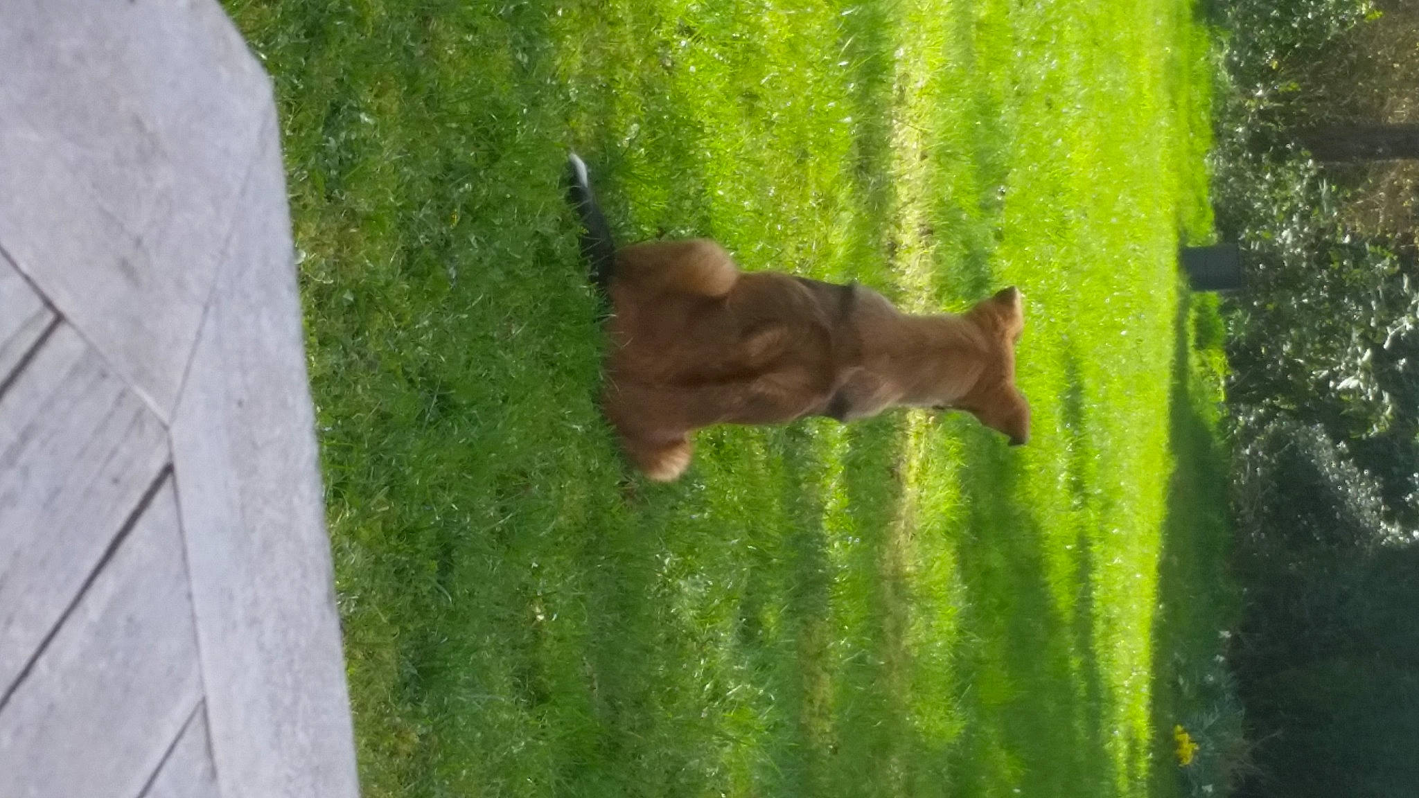 Lou participe au concours pour gagner de l'argent avec cette photo : art, canidae, dog, dog_breed, fawn, garden, grass, grassland, lawn, pasture, plant, sculpture, shadow, shrub, statue, tail, tree, trunk, water, wood