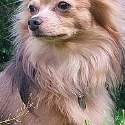 Youyou participe au concours pour gagner de l'argent avec cette photo : adorable, alert, animal, canine, closeup, collar, cute, daylight, dog, ears, fluffy, fur, grass, greenery, mammal, nature, outdoor, pet, portrait, watchful