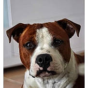 Tao a rejoint le concours — aidez-le/la à gagner de superbes lots ! dog, pet, brown, white, close_up, indoor, animal, canine, face, ears, fur, muzzle, portrait, looking, cute, domestic, companion, calm, expression, floor
