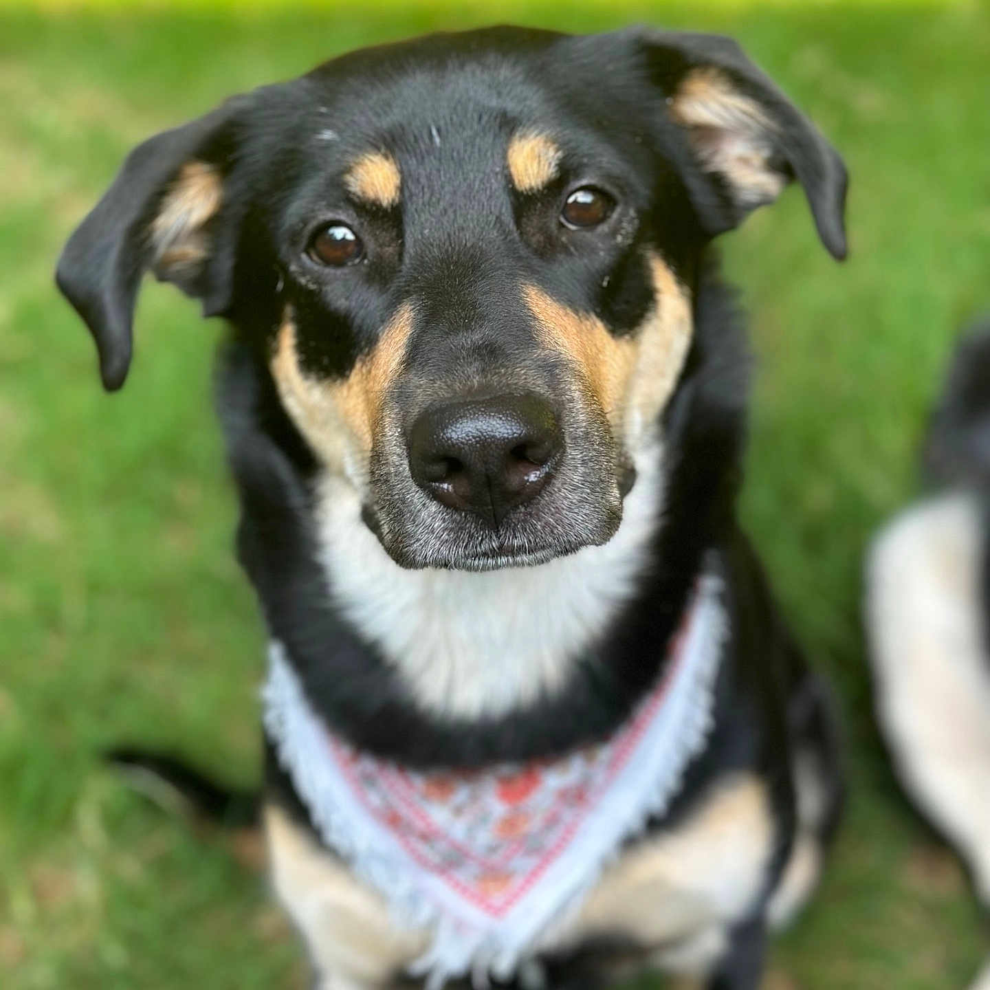 Honey is registered to the contest to win money with this photo: accessories, animal, appenzeller, ball, beagle, bird, canine, dog, grass, hound, husky, labradorretriever, penguin, person, pet, plant, puppy, sport, tennis, tennisball