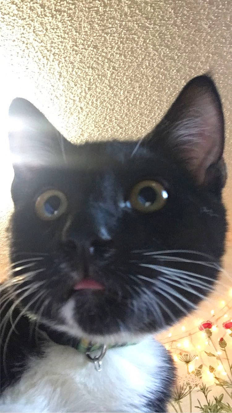 Binx joined the competition — help win amazing prizes! black_cat, carnivore, cat, domestic_short_haired_cat, felidae, fur, grey, iris, paw, small_to_medium_sized_cats, snout, tail, whiskers