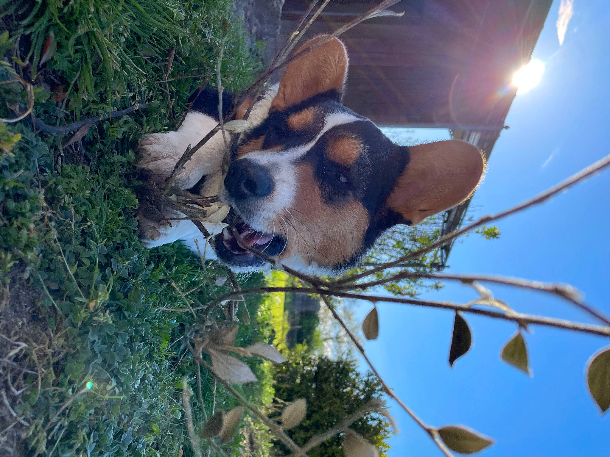 Tùco a rejoint le concours — aidez-le/la à gagner de superbes lots ! canidae, carnivore, companion_dog, dog, dog_breed, fawn, fur, grass, palm_tree, plant, sky, snout, sporting_group, tail, terrestrial_animal, tree, twig, whiskers, wildlife, working_animal