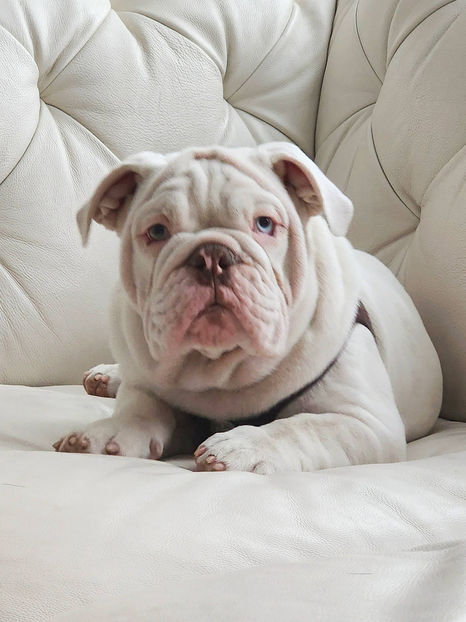 Bleu is registered to the contest to win money with this photo: bulldog, canidae, carnivore, comfort, companion_dog, dog, dog_breed, dorset_olde_tyme_bulldogge, fawn, non_sporting_group, old_english_bulldog, snout, sporting_group, terrestrial_animal, toy_dog, white_english_bulldog, working_animal, wrinkle