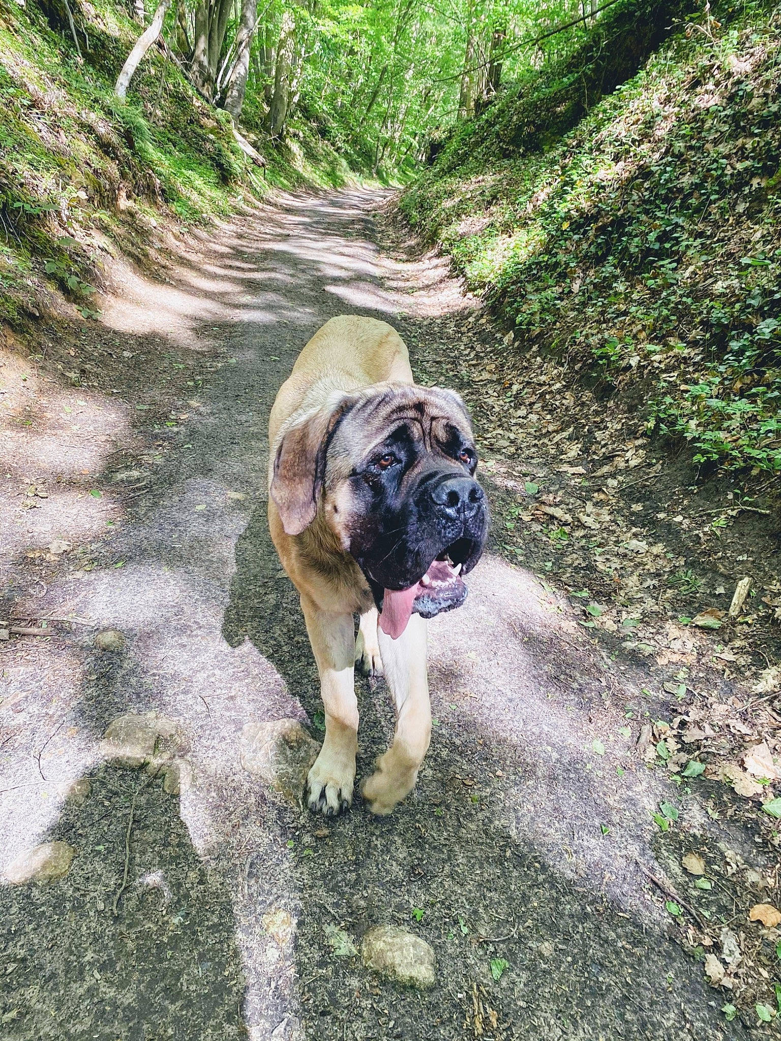 Ramos a rejoint le concours — aidez-le/la à gagner de superbes lots ! boxer, carnivore, collar, companion_dog, dog, dog_breed, dog_collar, fawn, grass, groundcover, landscape, leash, liver, plant, soil, sporting_group, tail, tree, working_animal, wrinkle