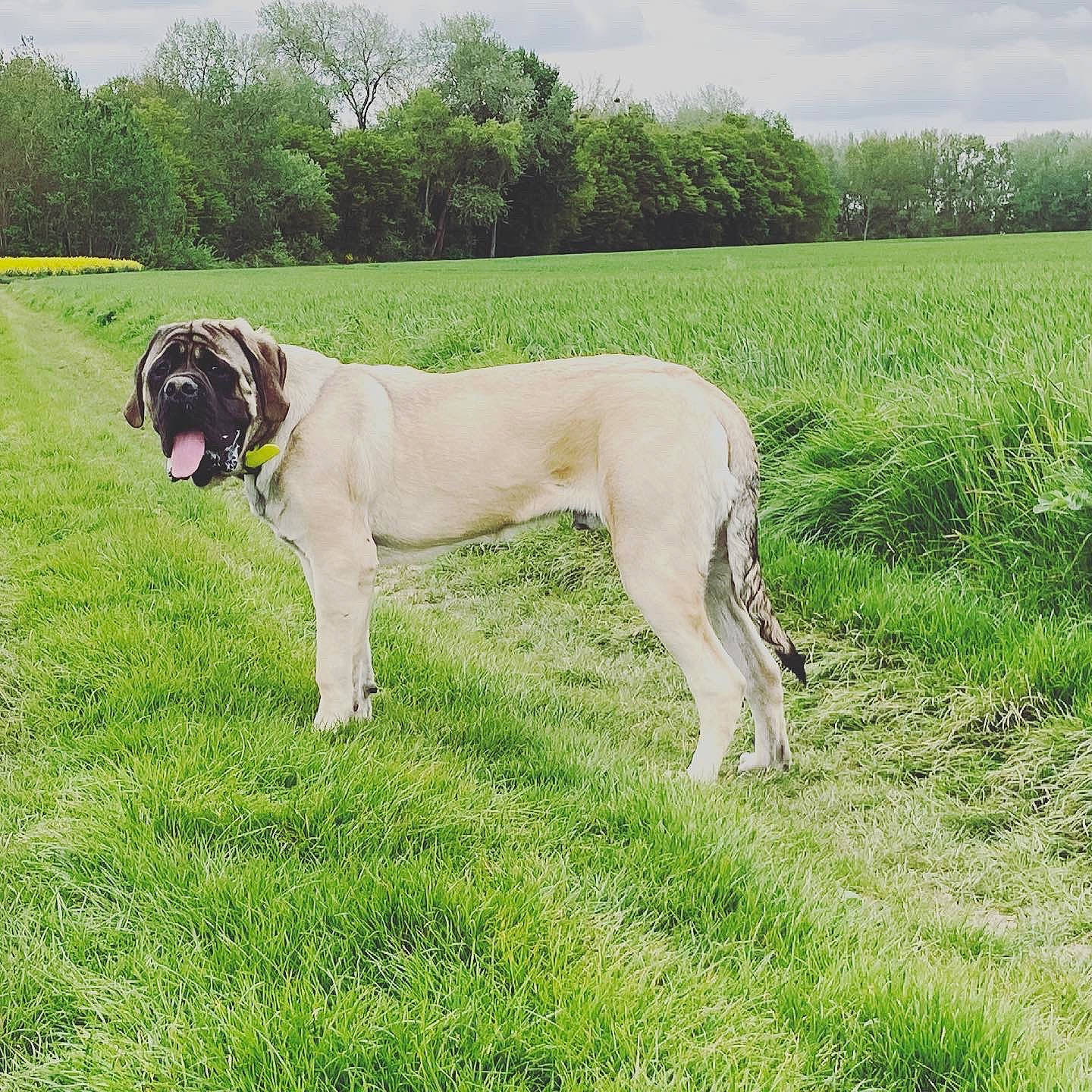 Ramos participe au concours pour gagner de l'argent avec cette photo : canidae, carnivore, cloud, collar, companion_dog, dog, dog_breed, dog_collar, dog_supply, fawn, grass, grassland, gun_dog, plant, sky, snout, tail, terrestrial_animal, tree, working_animal