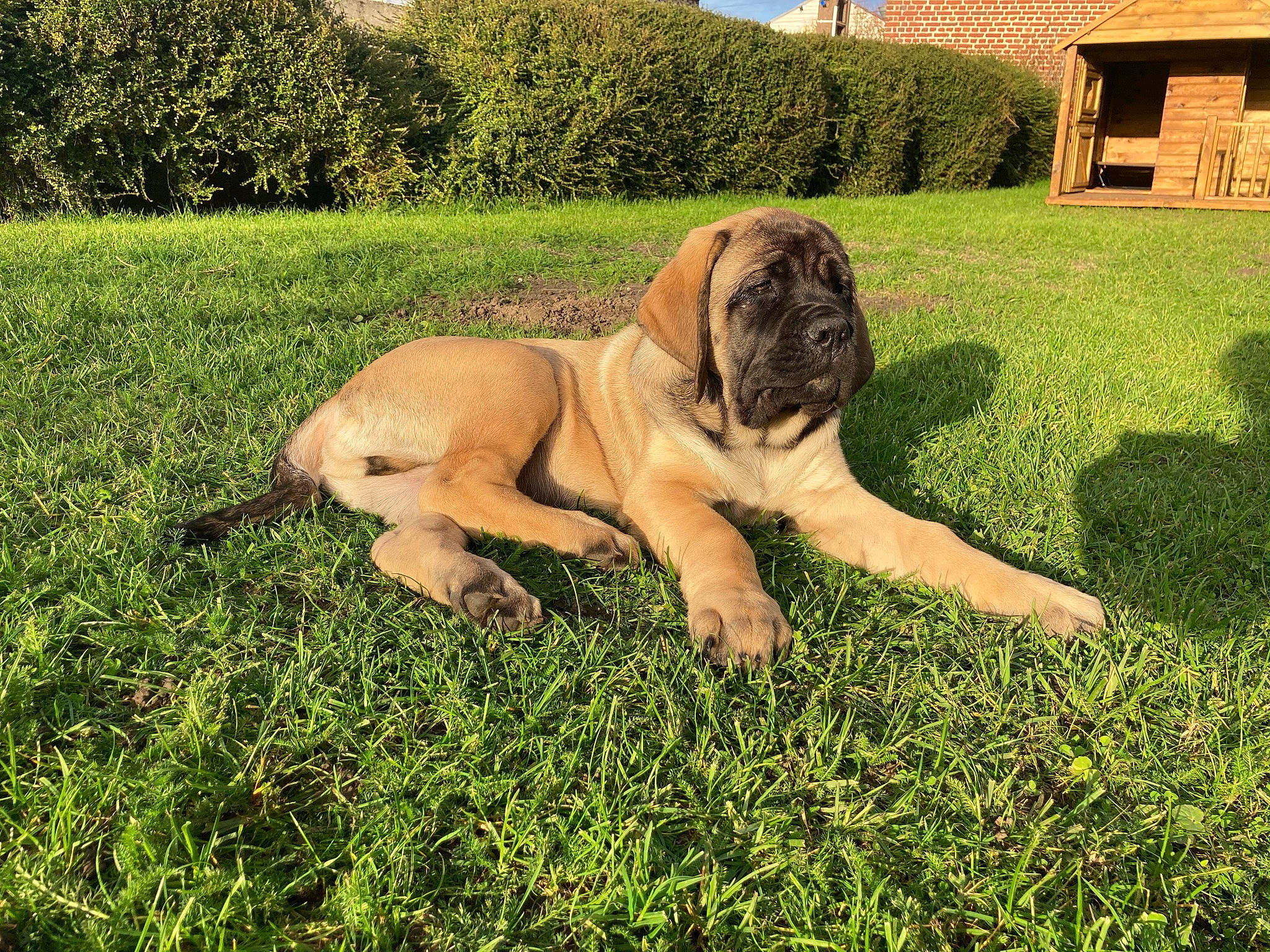 Ramos participe au concours pour gagner de l'argent avec cette photo : building, canidae, carnivore, companion_dog, dog, dog_breed, fawn, garden, grass, grassland, groundcover, house, plant, sky, sporting_group, terrestrial_animal, tree, window, working_animal, wrinkle
