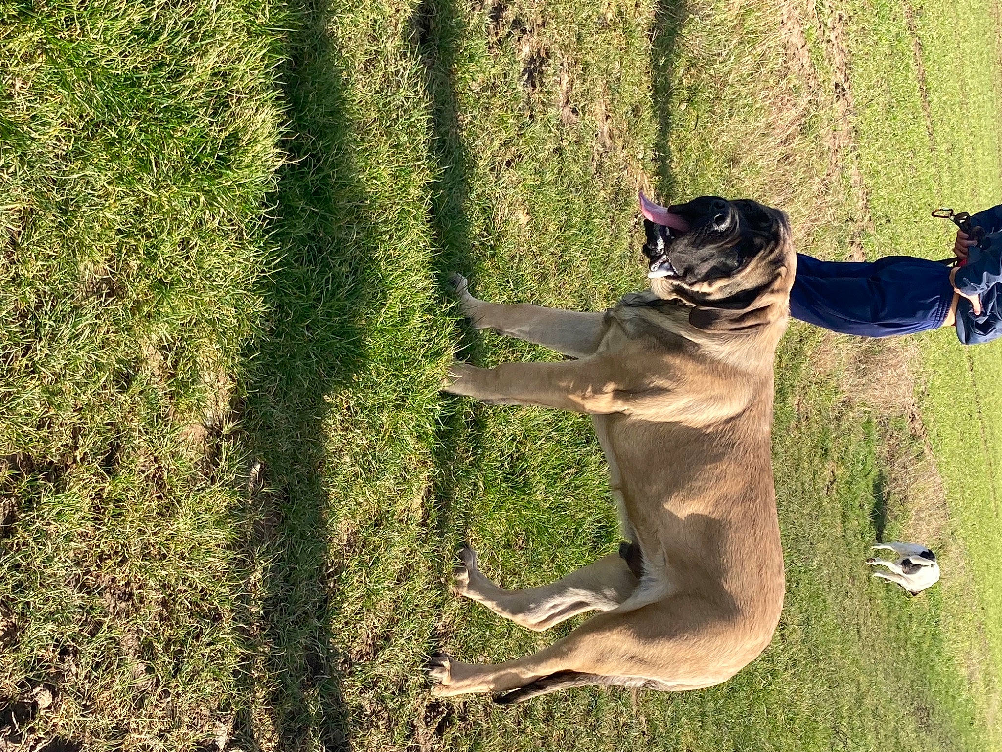 Ramos participe au concours pour gagner de l'argent avec cette photo : canidae, carnivore, companion_dog, dog, dog_breed, fawn, grass, grass_family, groundcover, lawn, leash, people_in_nature, plant, recreation, shadow, sporting_group, tail, tree, trunk, wood