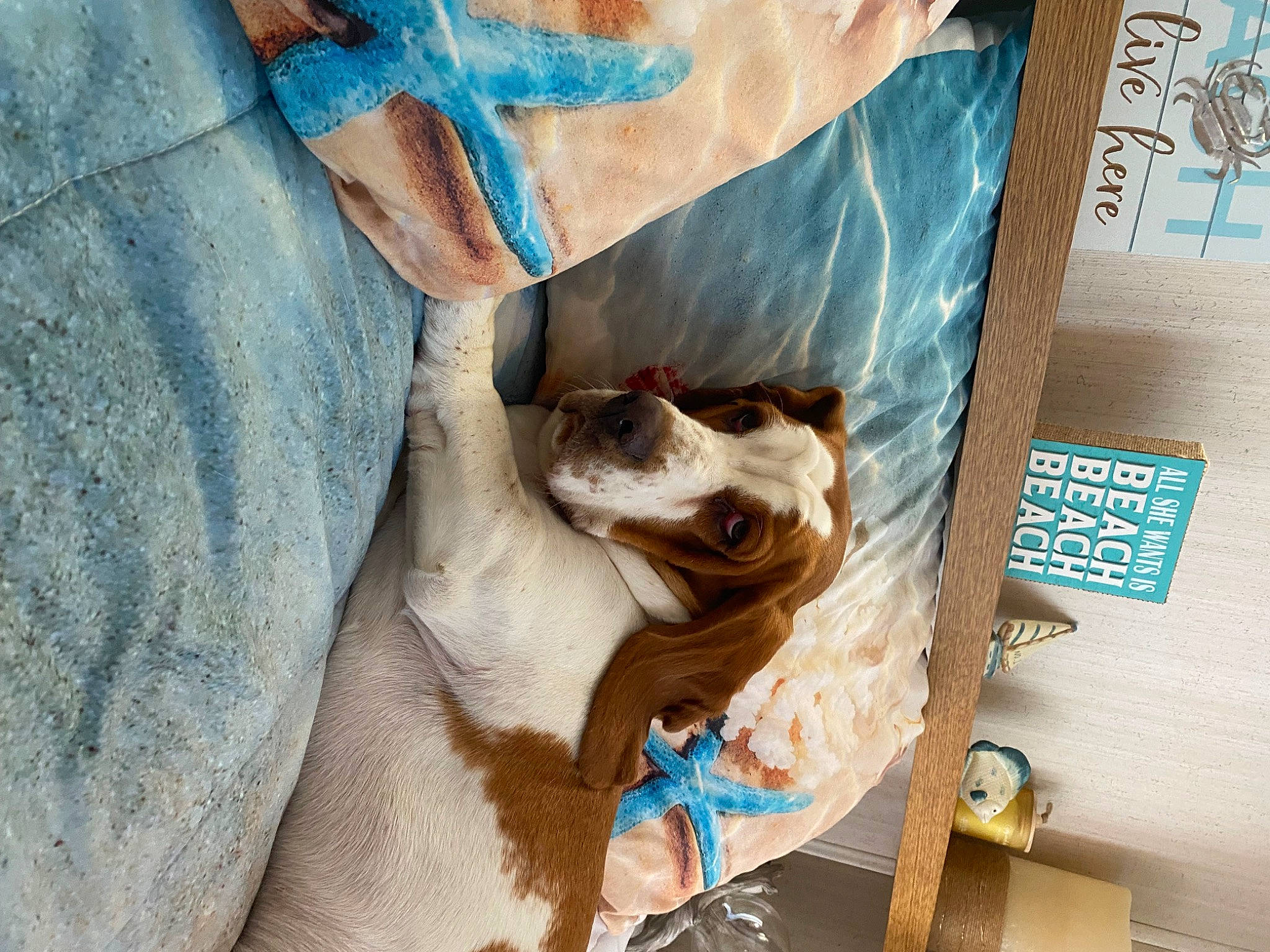 Andy joined the competition — help win amazing prizes! box, carnivore, collar, comfort, companion_dog, denim, dog, dog_breed, eyewear, fawn, fur, human_leg, jaw, linens, paper_bag, snout, sporting_group, sunglasses, whiskers, working_animal