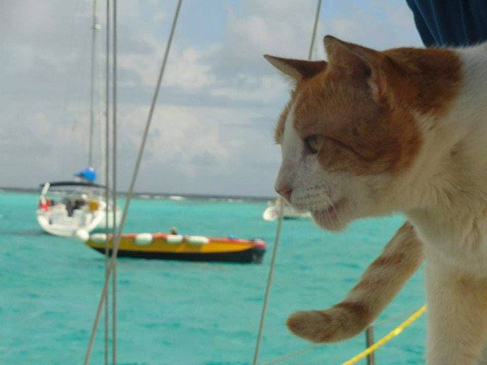 Roméo a rejoint le concours — aidez-le/la à gagner de superbes lots ! boat, boats_and_boating_equipment_and_supplies, carnivore, cat, cloud, domestic_short_haired_cat, fawn, felidae, fur, recreation, ship, sky, small_to_medium_sized_cats, snout, tail, terrestrial_animal, travel, water, whiskers, wildlife