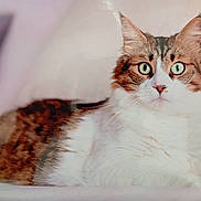 Choupi participe au concours pour gagner de l'argent avec cette photo : cat, pet, feline, green_eyes, whiskers, fluffy, fur, lying_down, closeup, portrait, domestic_cat, tabby, white_fur, indoor, cozy, attentive, ears, paws, bed, relaxed