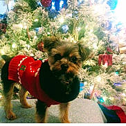 Gracie Mae joined the competition — help win amazing prizes! animal, celebration, christmas, christmas_tree, cute, decorations, dog, festive, fluffy, green, holiday, indoor, lights, ornaments, pet, pine_cone, red, seasonal, small_dog, sweater